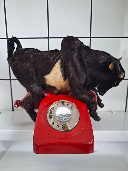 Surreal taxidermy bull assemblage art "red flags"
