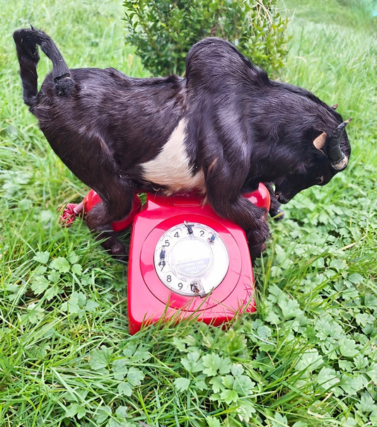 Surreal taxidermy bull assemblage art "red flags"
